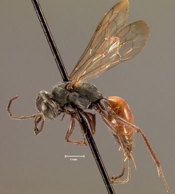 Media type: image;   Entomology 13655 Aspect: habitus lateral view 3